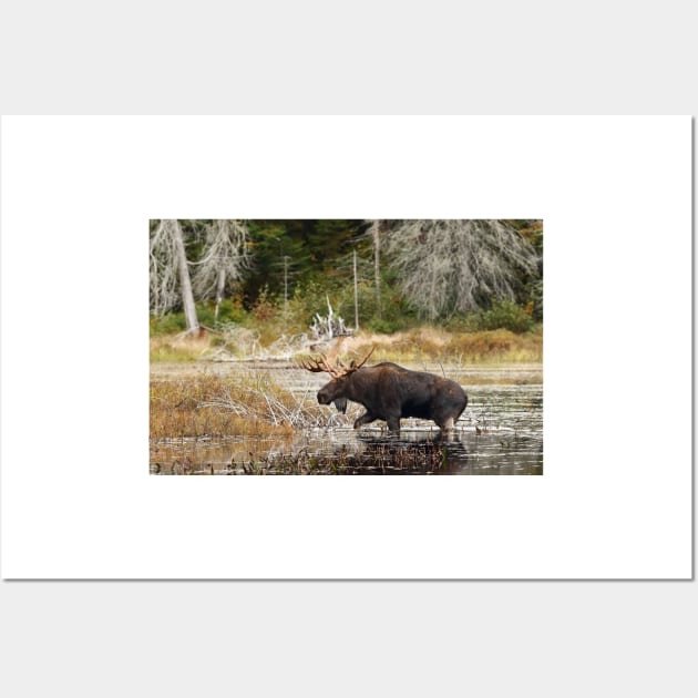 Bull moose - Algonquin Park Wall Art by Jim Cumming